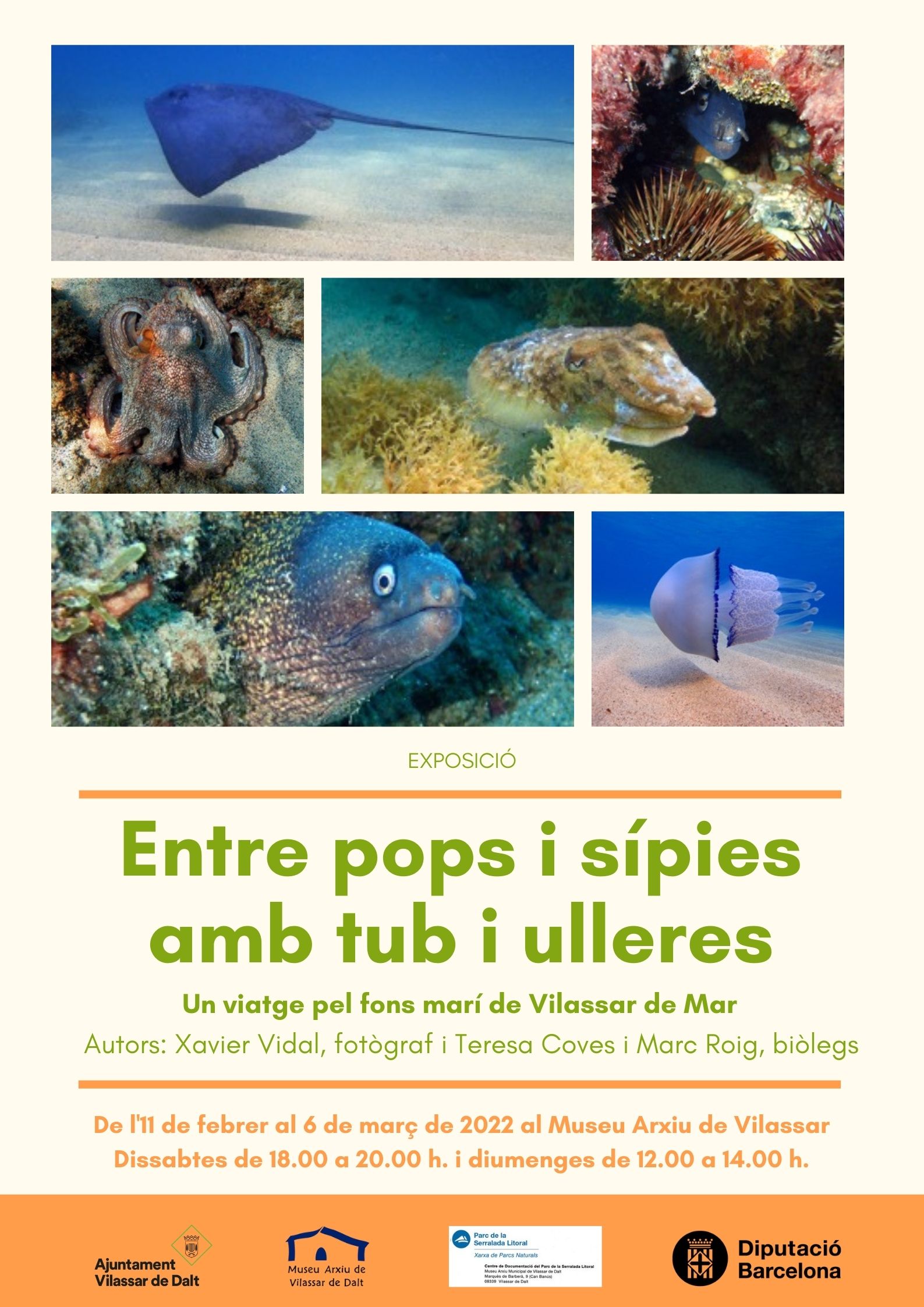 Exposició: Entre pops i sípies amb tub i ulleres