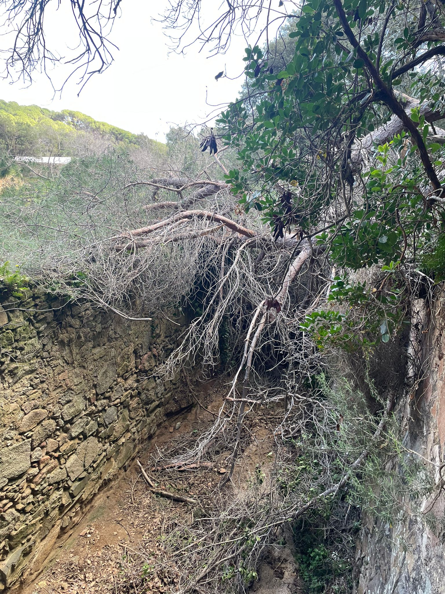 Dissabte es retirarà l'arbre caigut a l'anella verda de Vilassar